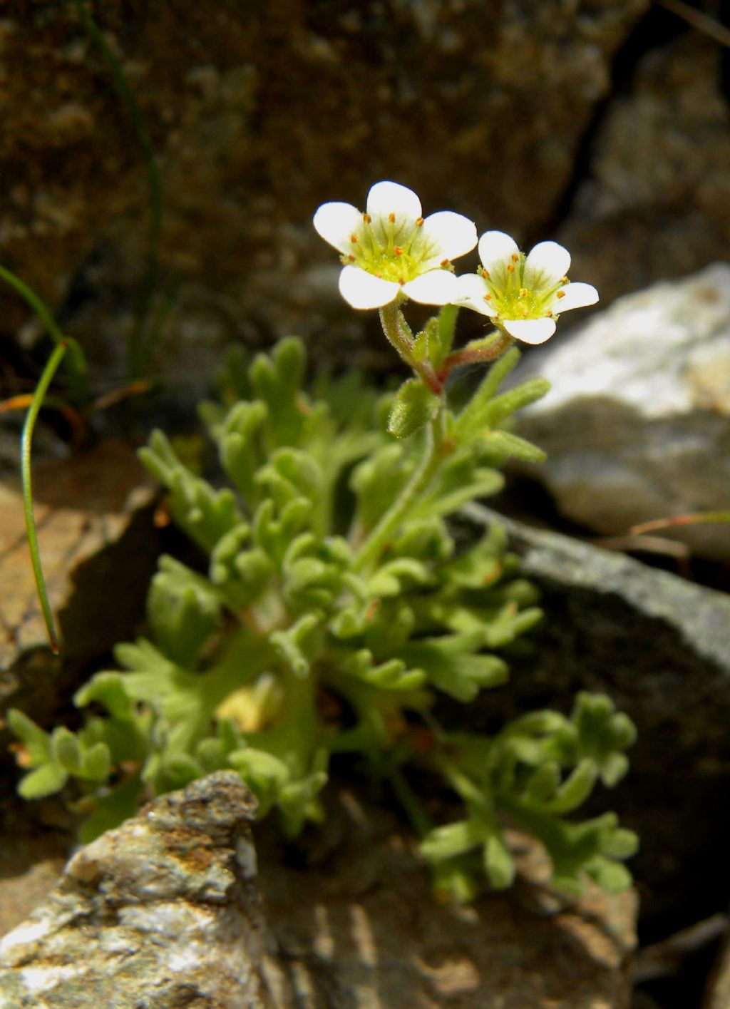 Saxifraga exarata